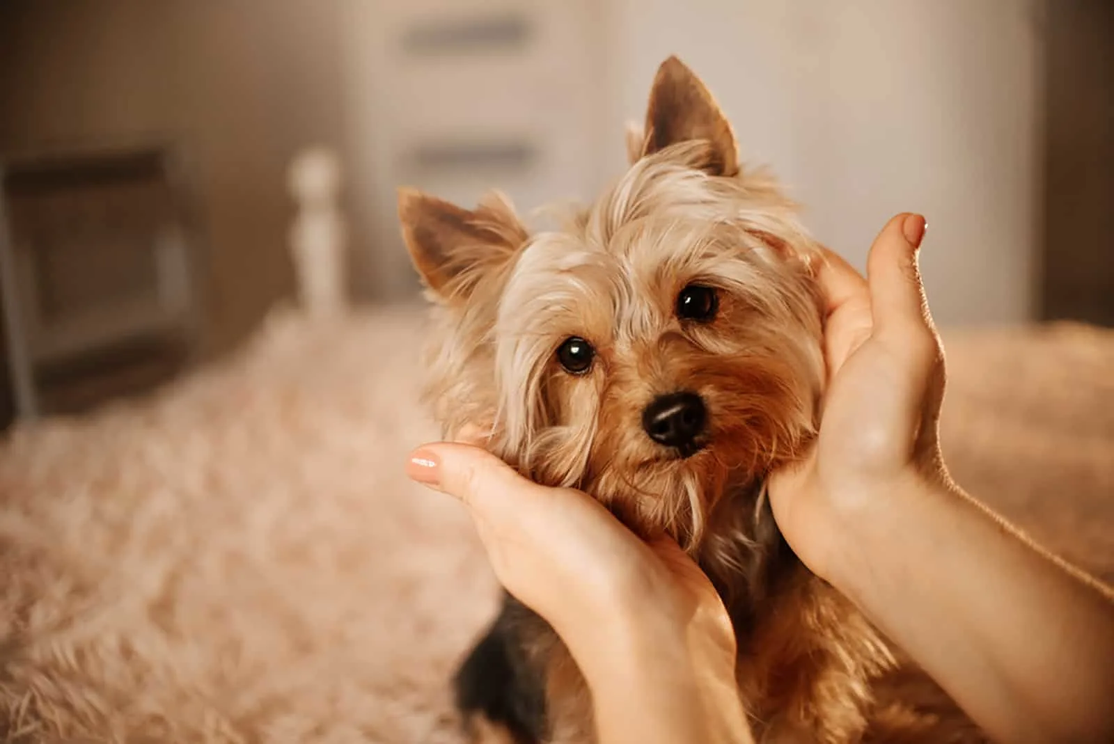 yorkshire terrier dog cuddling with his owner