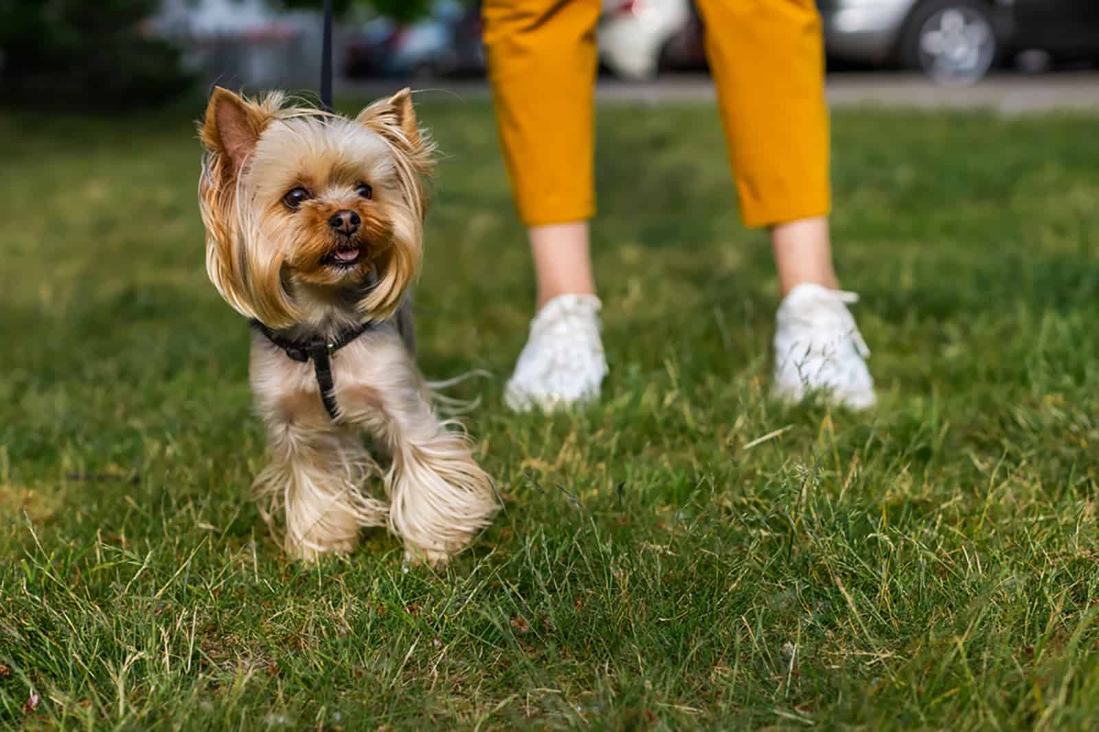 yorkshire terrier on a walk with the owner in the park