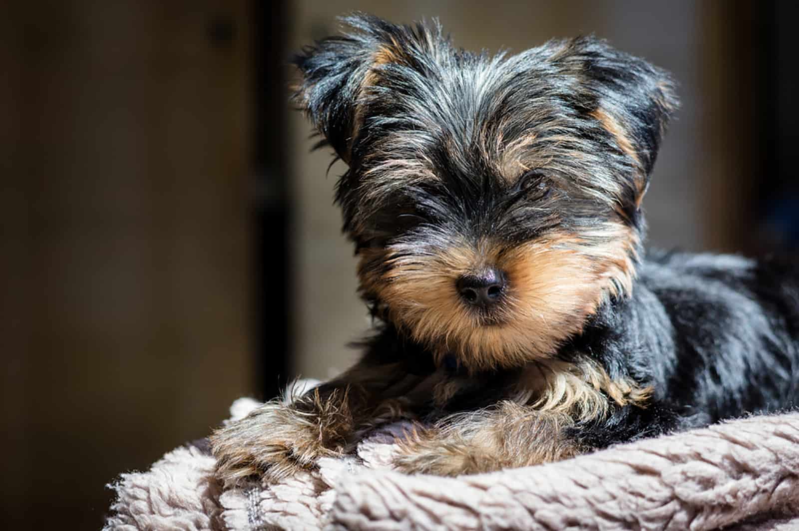 yorkshire terrier puppy lying on the fur