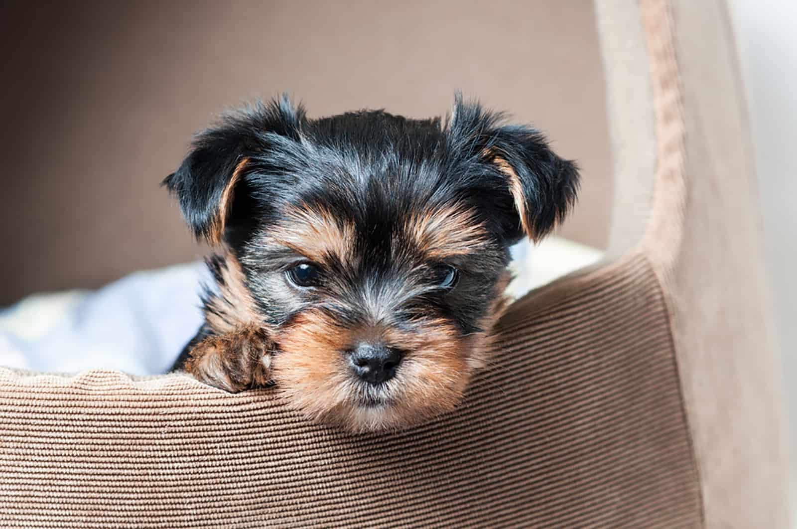 yorkshire terrier puppy in his bed indoors