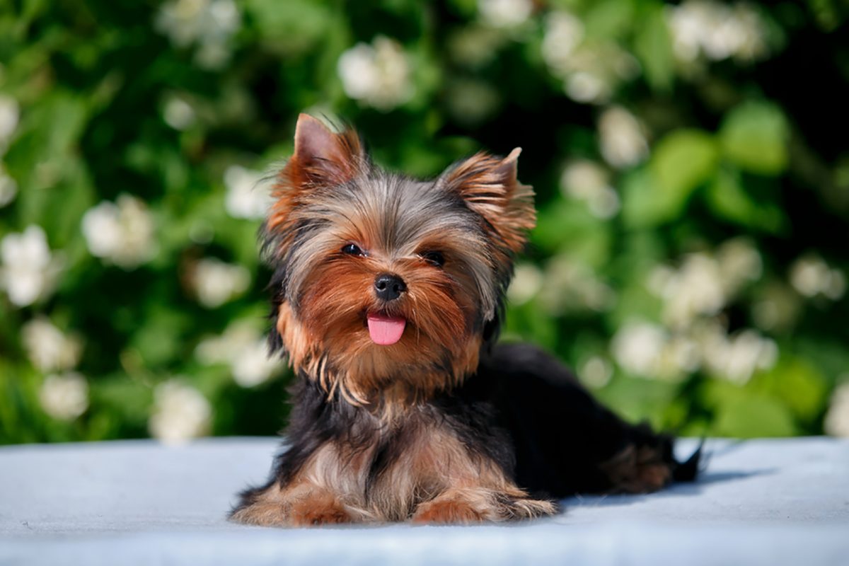 7 Yorkie Breeders In Virginia The Old Dominion’s Best