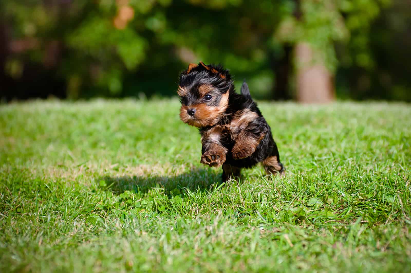 yorkshire terrier puppy running in the park