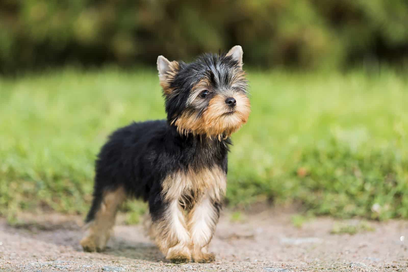 yorkshire terrier puppy in the park