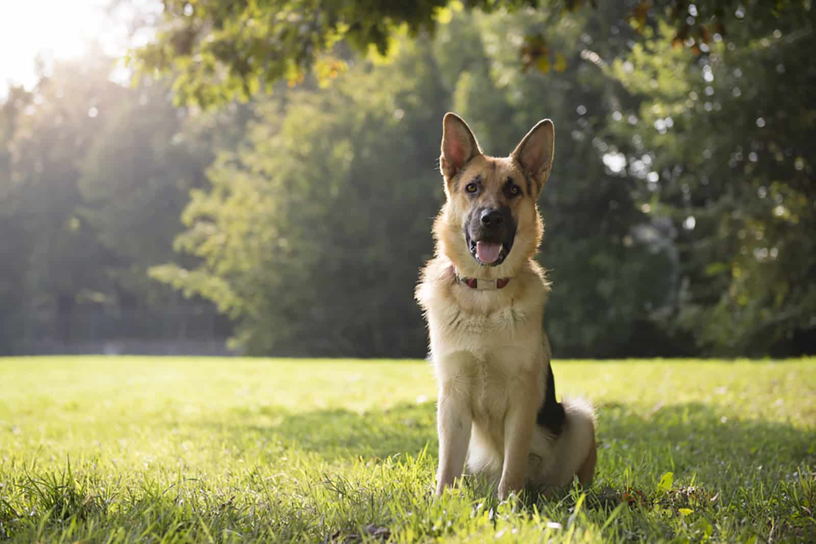 young german shepherd sitting on grass in the park