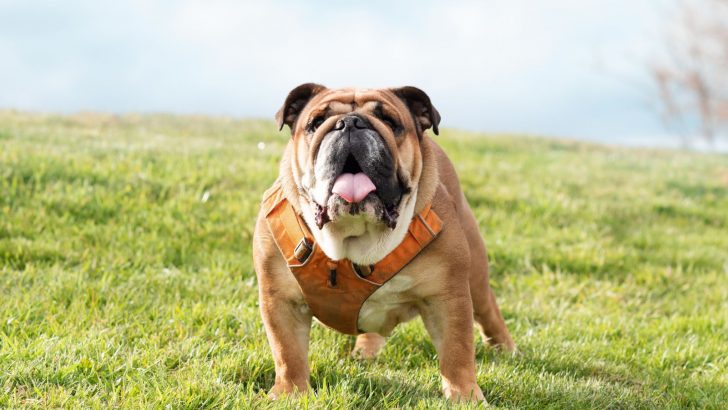 10 Best Harness For English Bulldog: Controlling Dog Pulling