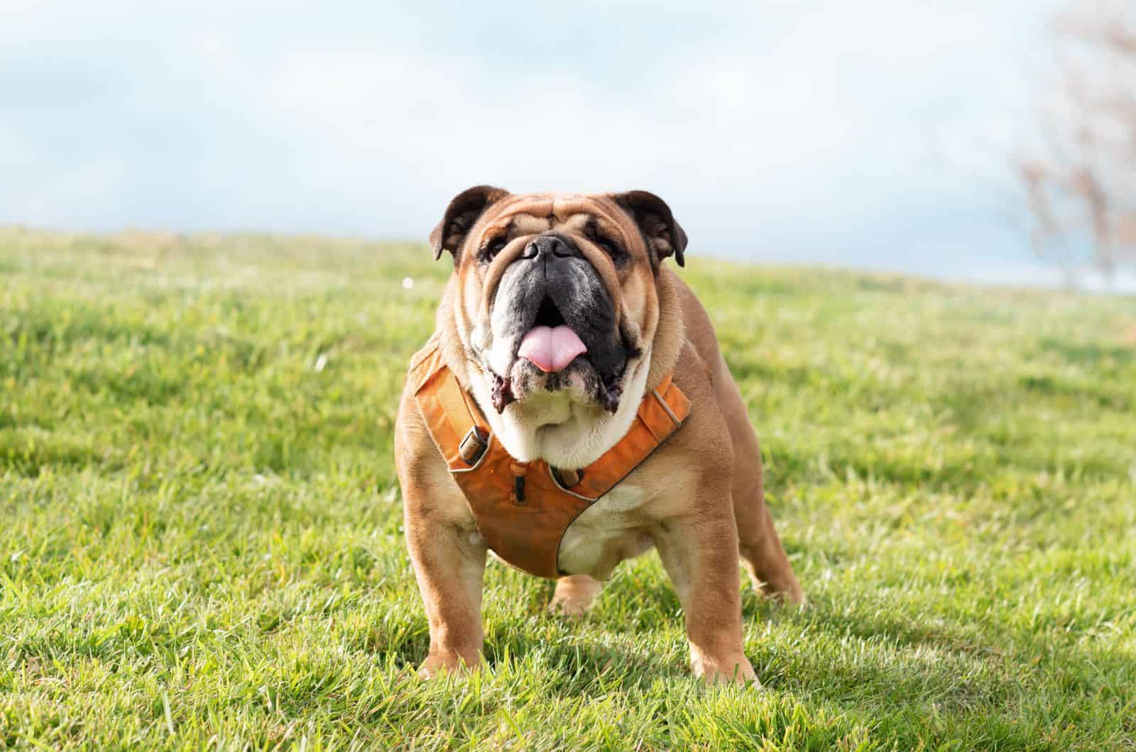 English Bulldog with Harness