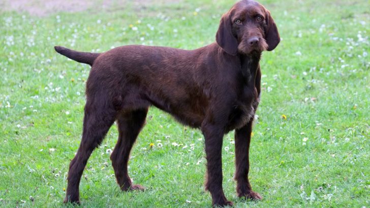 10 Best Pudelpointer Breeders In The United States