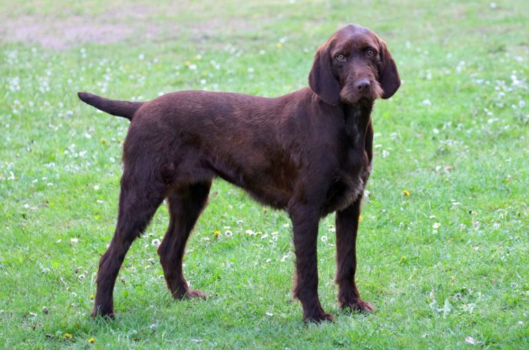 pudelpointer standing in the garden