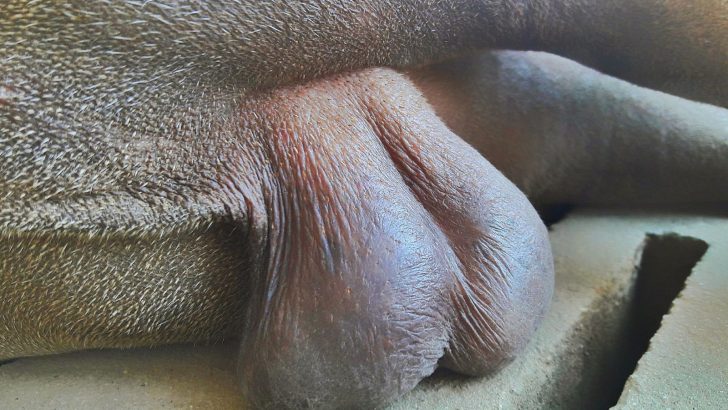 10 Reasons Why Dog’s Balls Are Red & How You Can Help