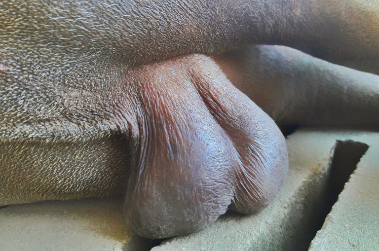 big red Dog’s Balls