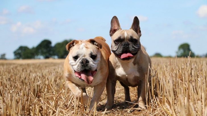 11 Best Bulldog Breeders Beyond Big Buck Buys