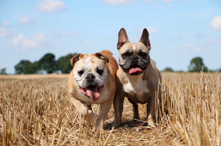 english and french bulldog in the field
