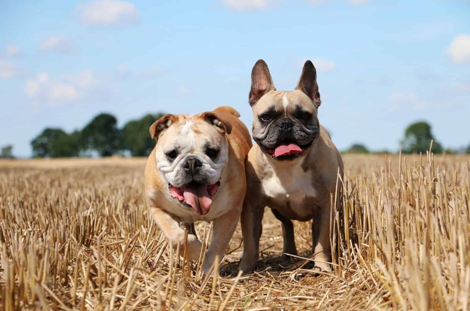 english and french bulldog in the field