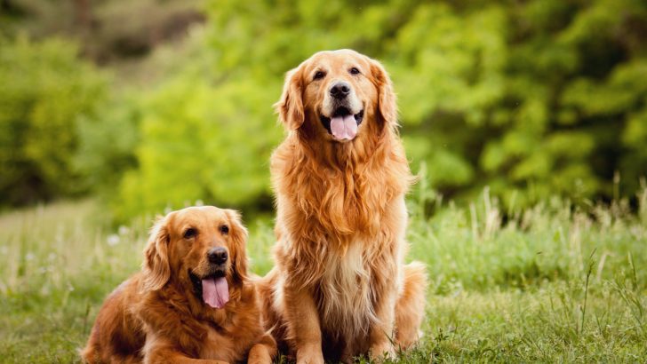 11 Best Golden Retriever Breeders In Michigan