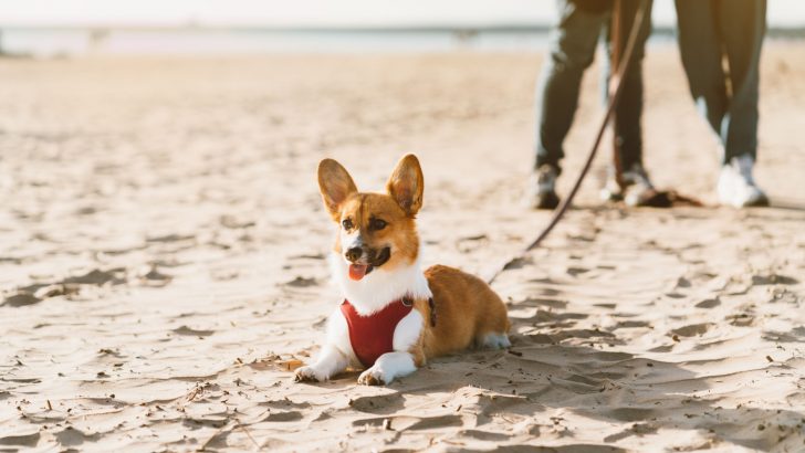 11 Best Harnesses For A Corgi You Need To Know About