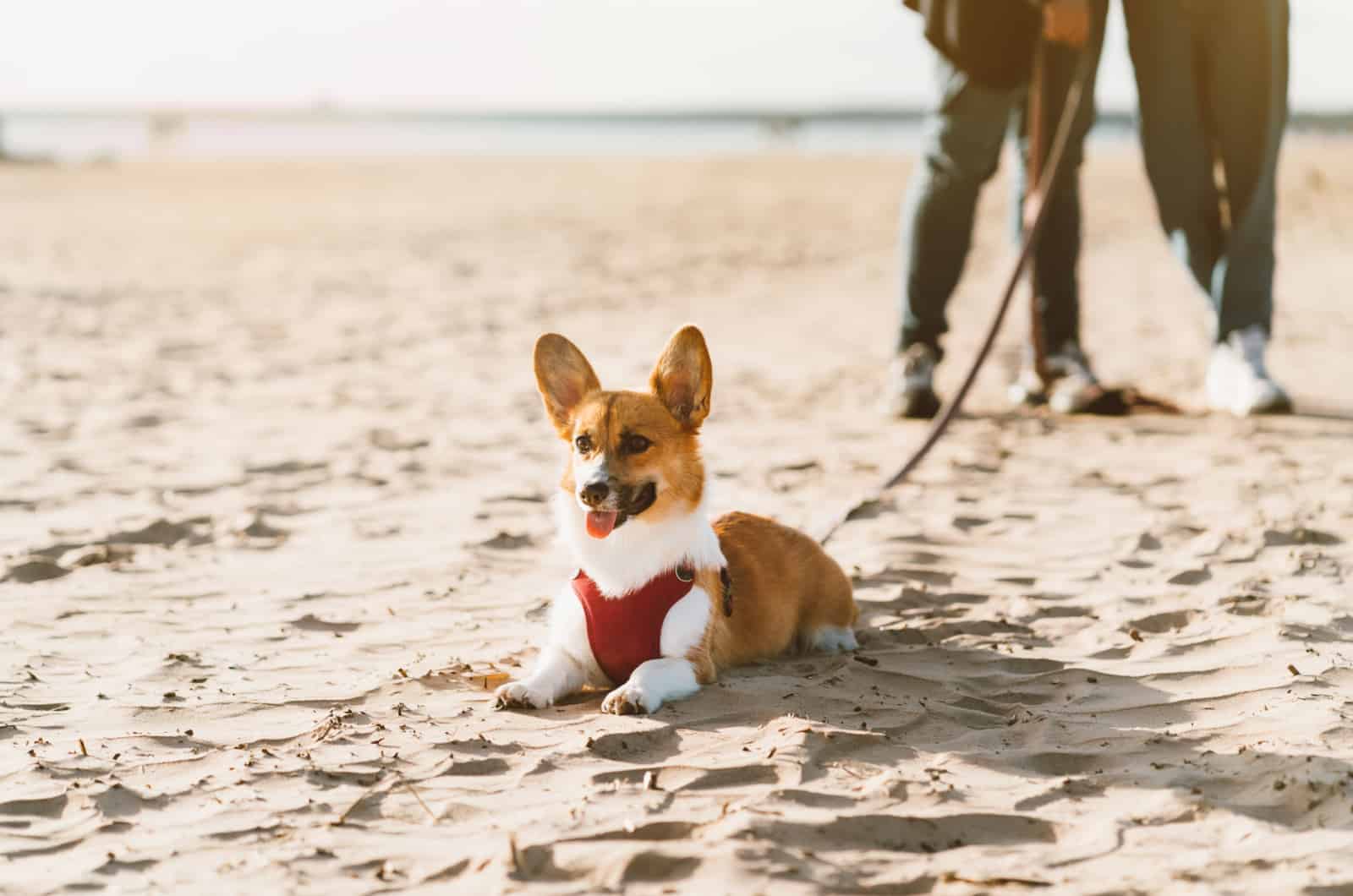 corgi wearing a harness at the beach