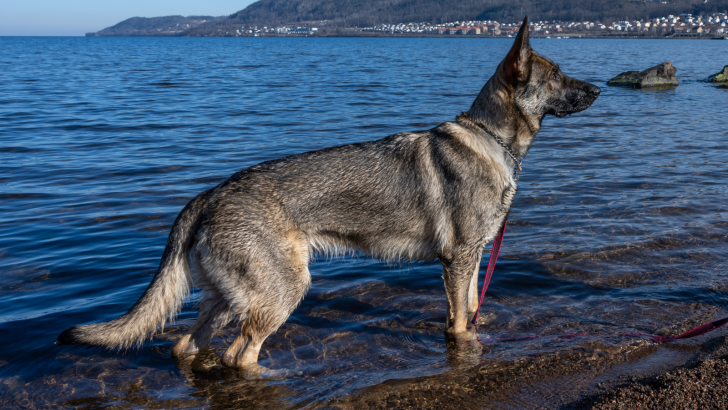 11 Best Sable German Shepherd Breeders In The US