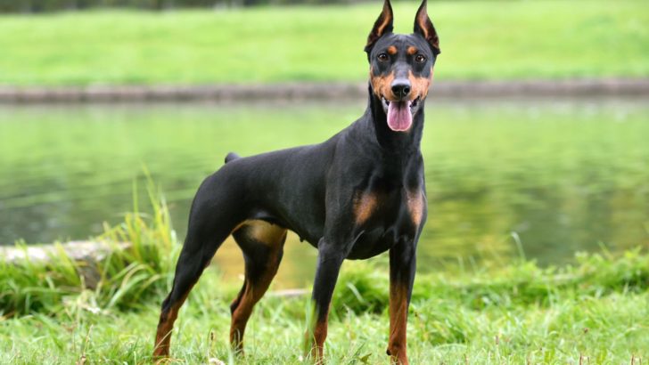 11 Doberman Breeders In Washington To Make You Wait
