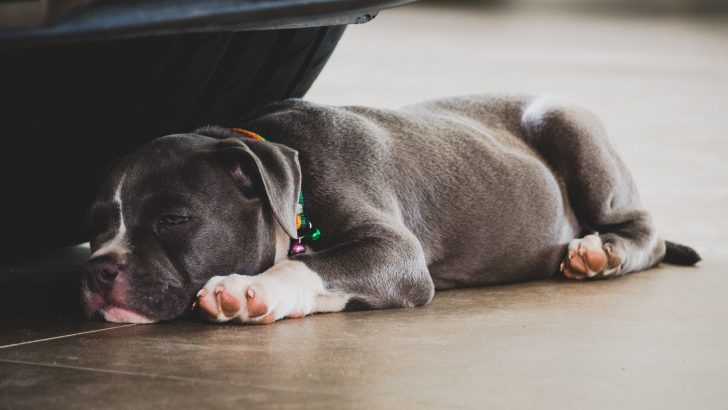 12 Best Collars For American Bully Dogs