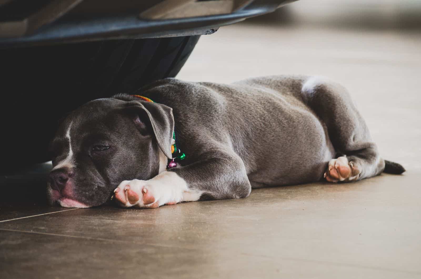 Sleepy American Bully Puppy