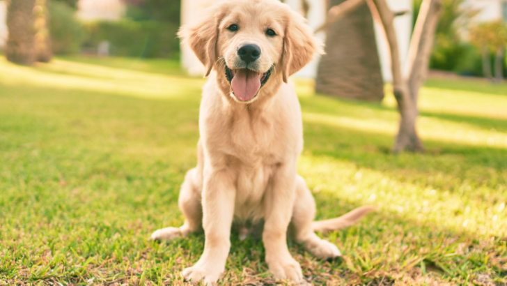 12 Best Labrador Breeders In Michigan