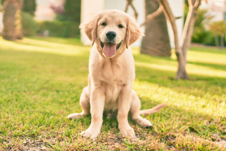 The Labrador sits with his tongue out