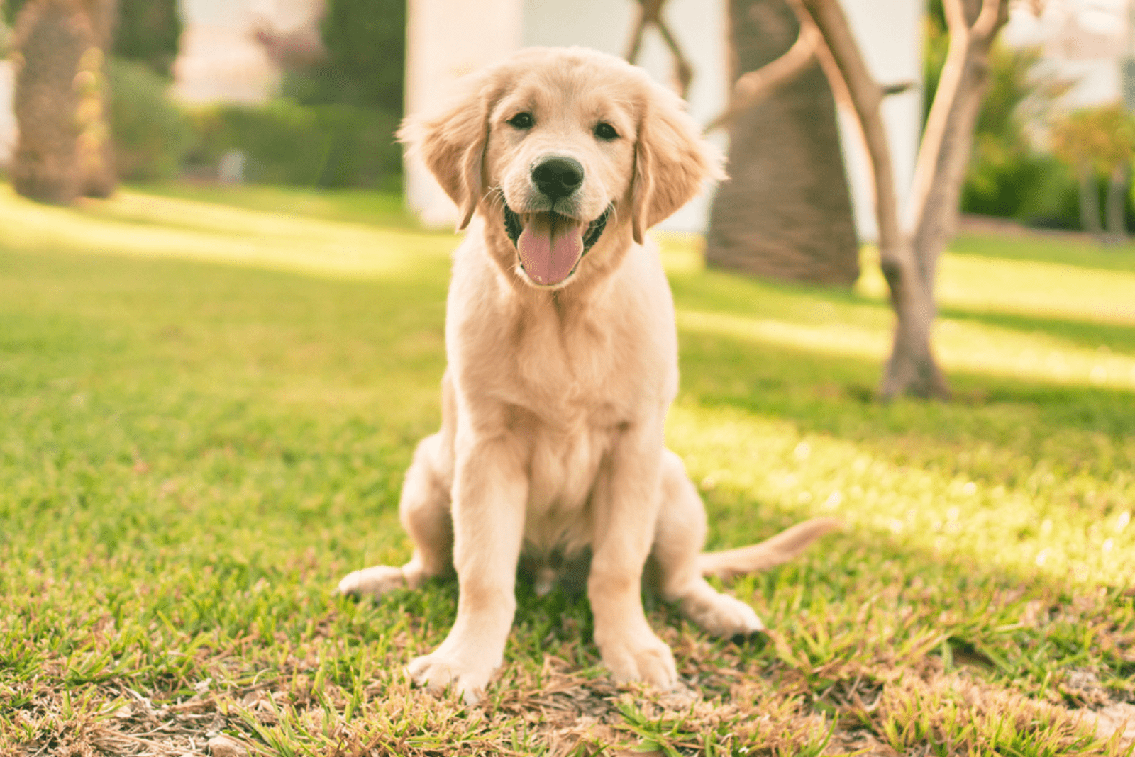 12 Best Labrador Breeders In Michigan