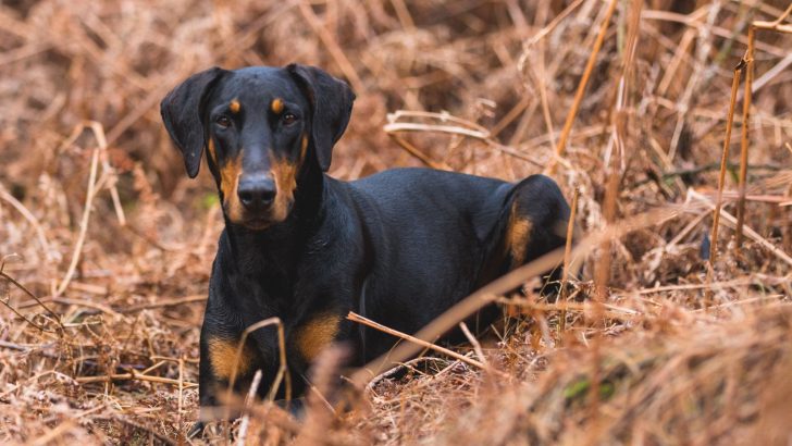 13 Best Doberman Breeders In Florida
