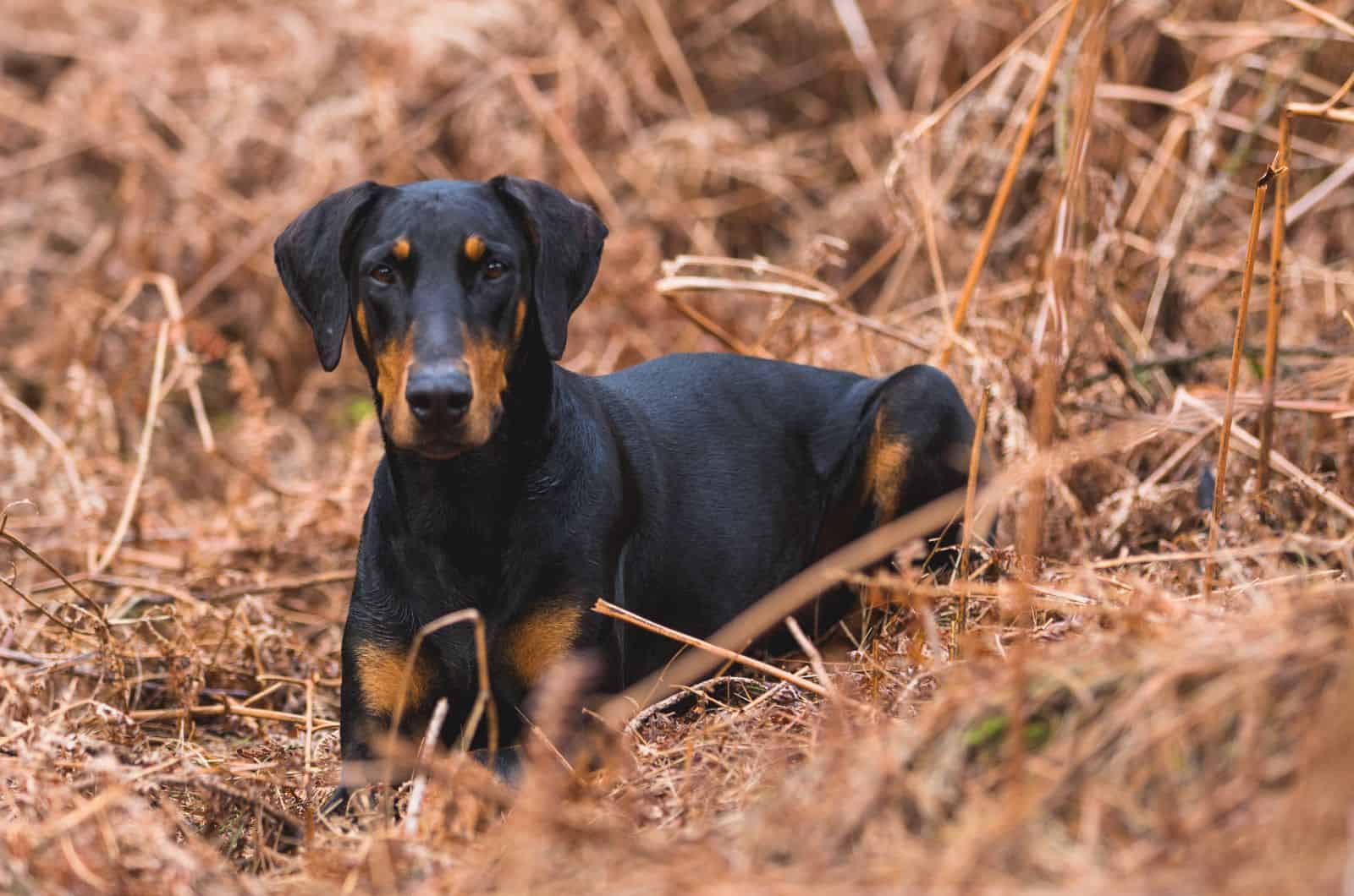 Black Doberman laying in grass in autumn