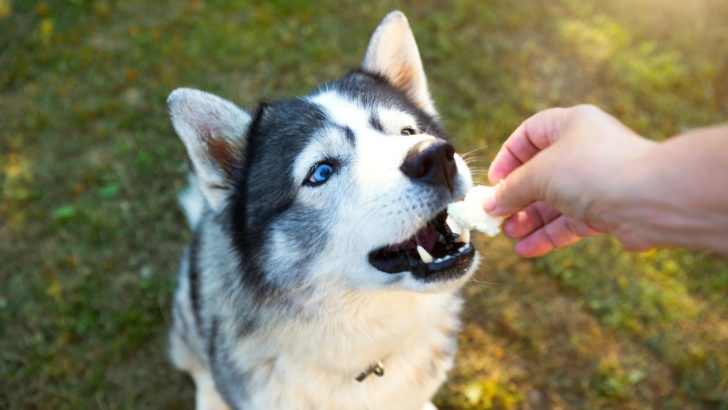 14 Best Treats For Huskies: Tasty Options For A Healthy Dog
