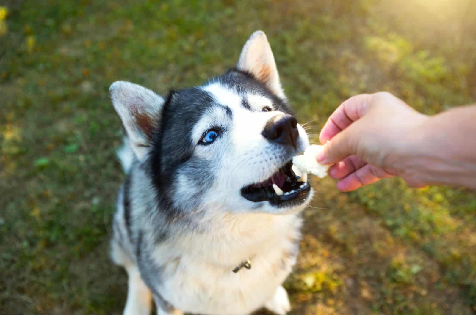 husky eating for his treat