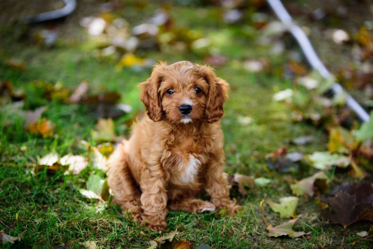 cute Cavapoo sitting in a field
