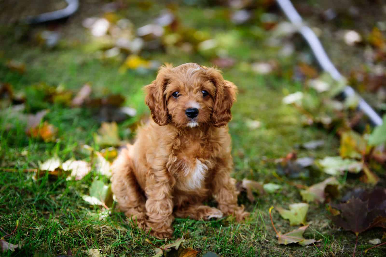 cute Cavapoo sitting in a field