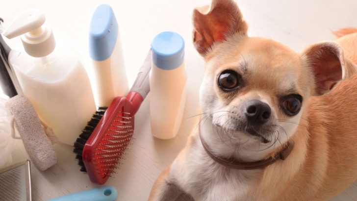 15 Best Shampoo For Chihuahua: Healthy Washing Options