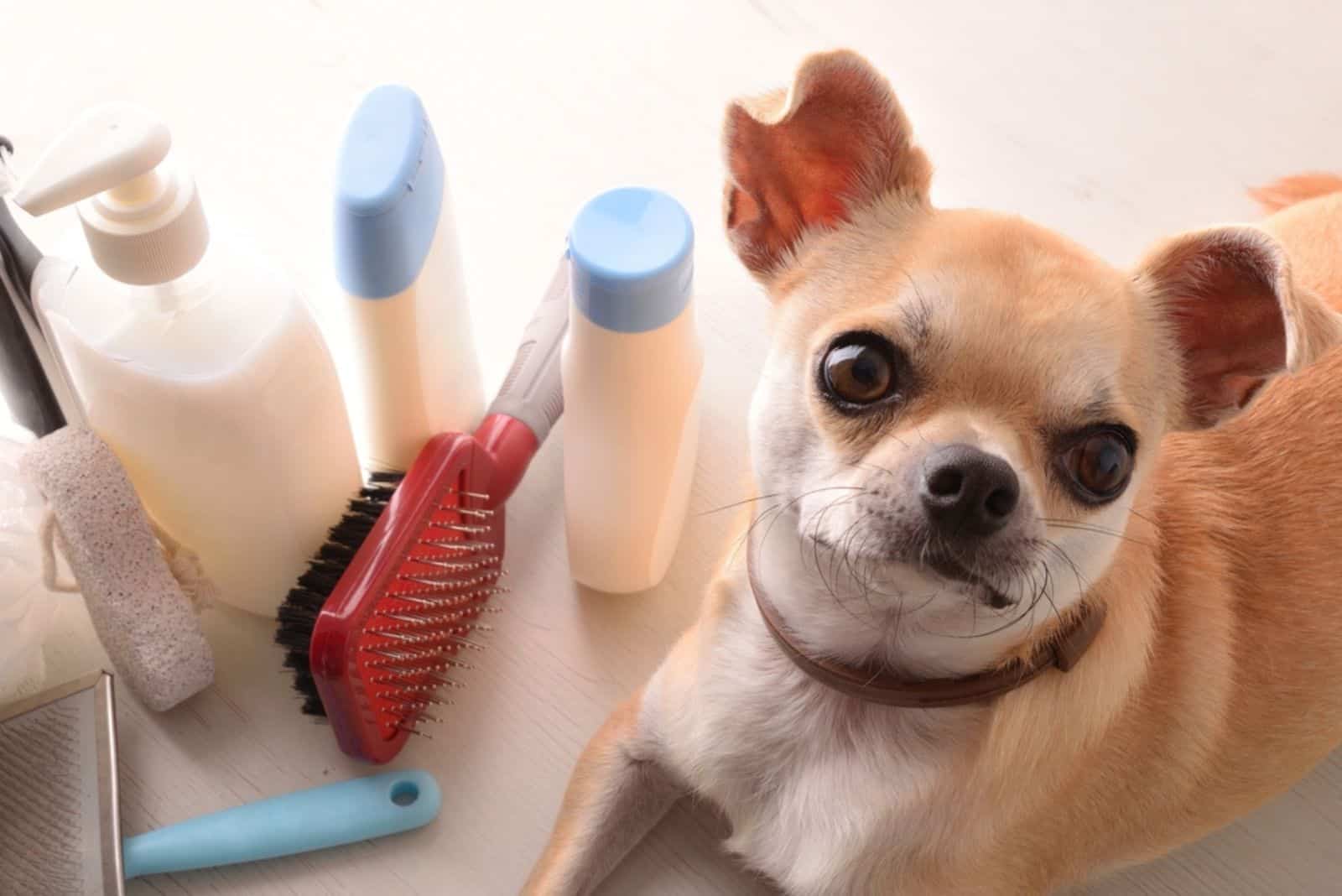 chihuahua sitting with grooming accessories