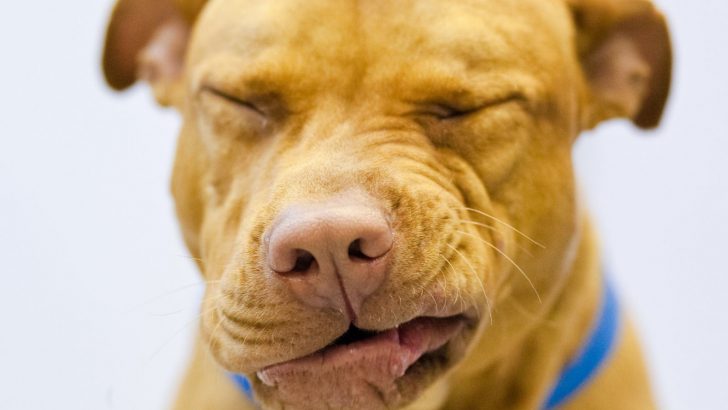 15 Home Remedies For Sneezing Dog — No More Dog Bless You