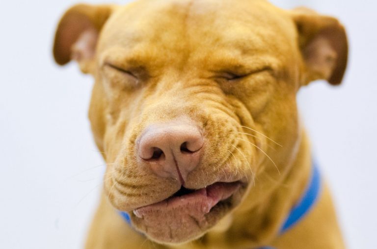 dog sneezing
