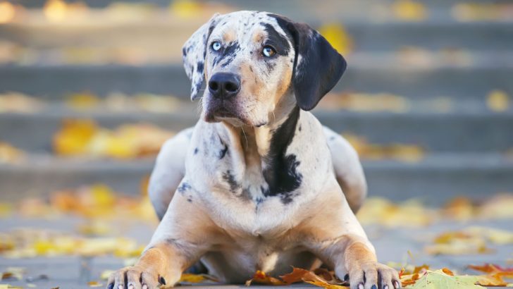 15 Reputable Catahoula Breeders You Can Trust