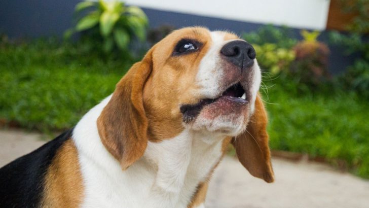 16 Dog Breeds That Whine A Lot: Still, We Love Them