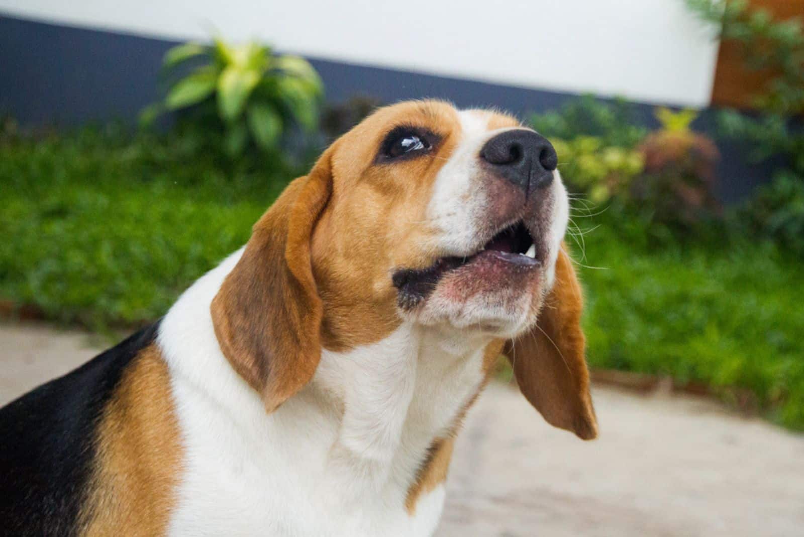 16 Dog Breeds That Whine A Lot: Still, We Love Them
