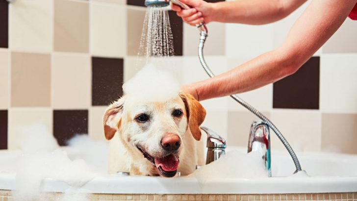 16 Options For The Best Shampoo For A Labrador Retriever
