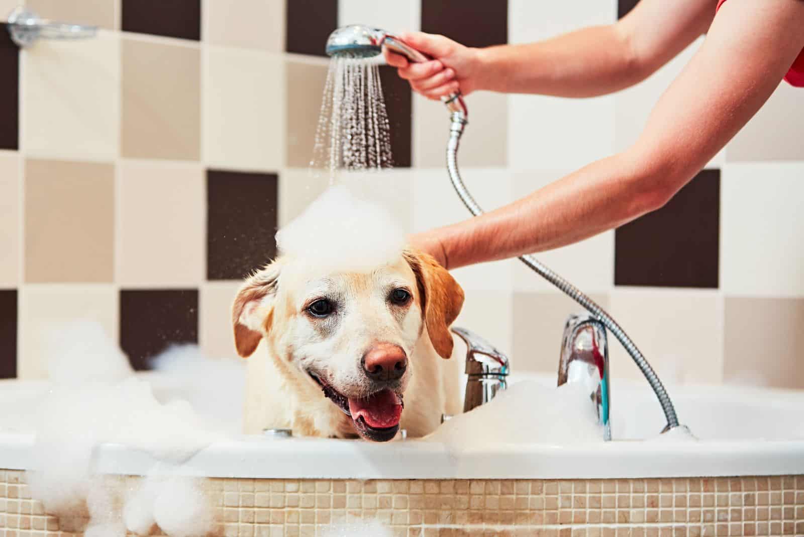 Labrador Retriever takes a bath