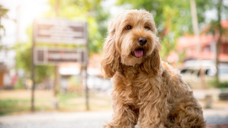 17 Best Cockapoo Breeders In The UK