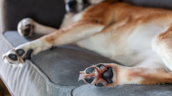 18 Causes Of Red Paws On Dogs And How To Prevent Them