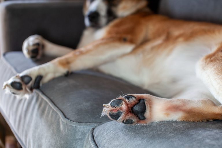 the dog is lying on the couch