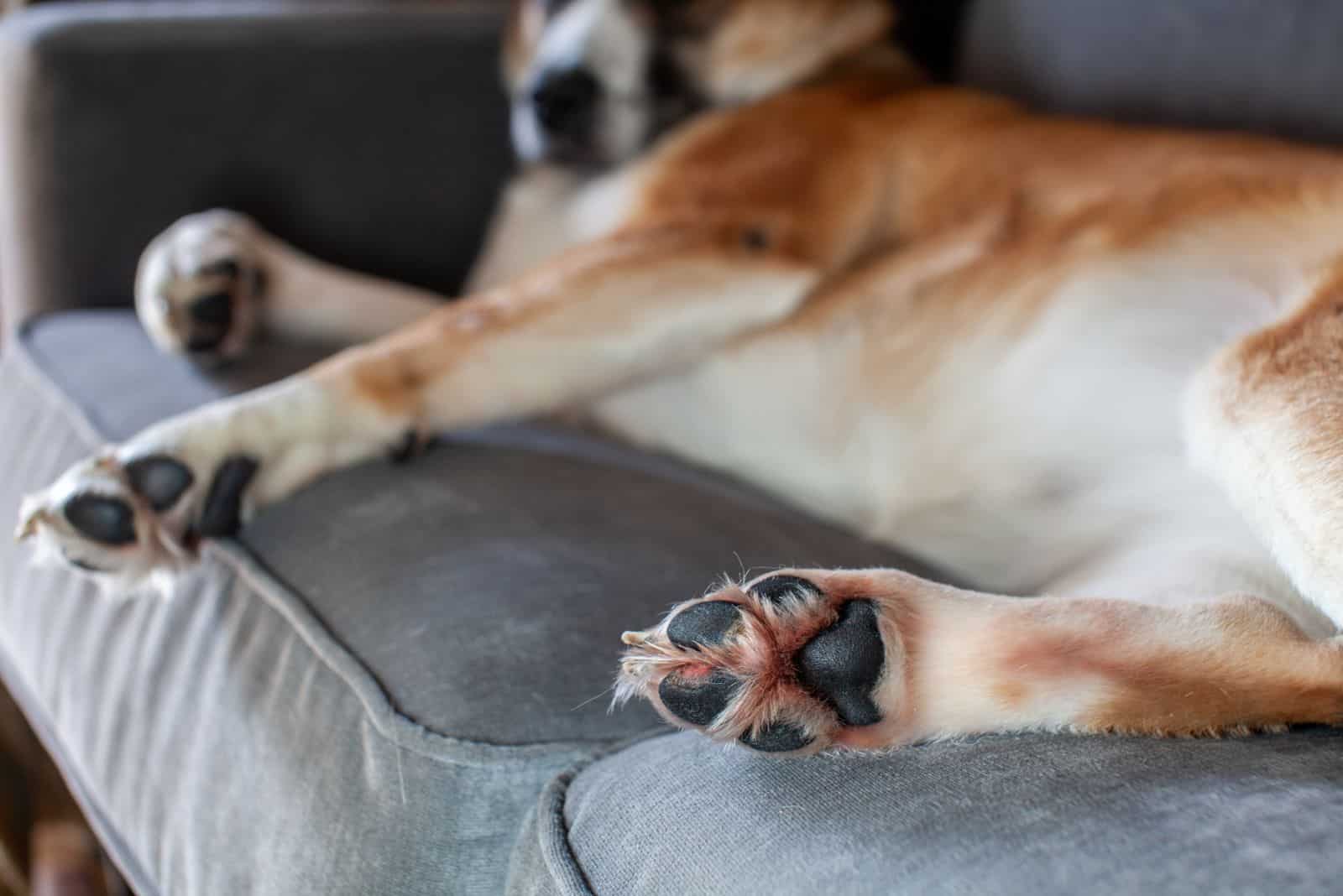 18 Causes Of Red Paws On Dogs And How To Prevent Them