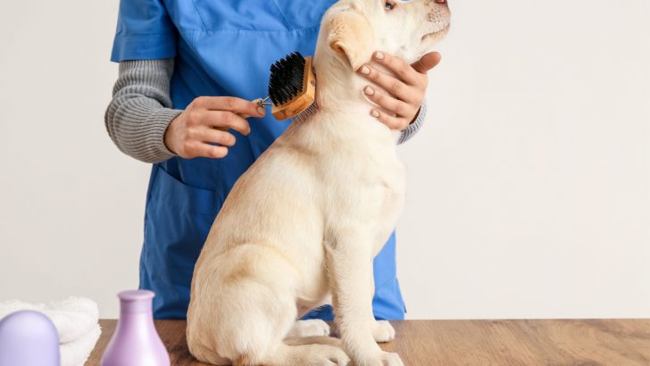 19 Examples Of The Best Brush For Labrador For Dog Lovers