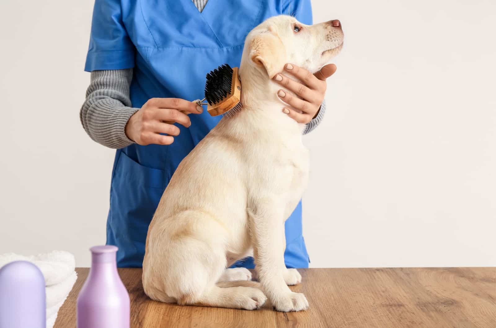 person brushing a labrador puppy