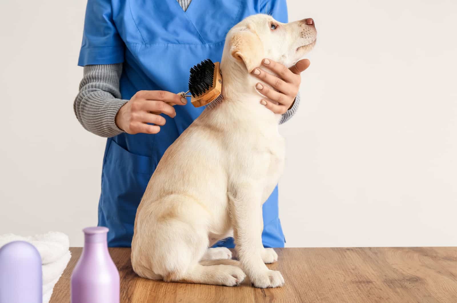 19 Examples Of The Best Brush For Labrador For Dog Lovers