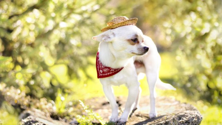 227 Redneck Dog Names For That Dopey Dog Of Yours